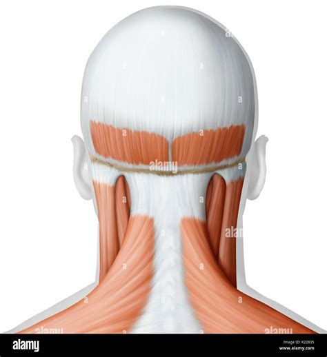 Cervical Spine Posterior Muscles