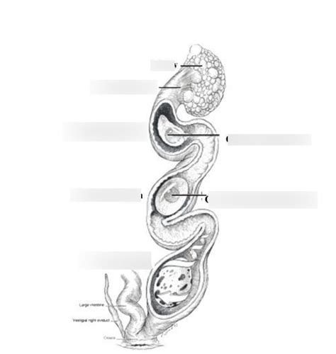 Image result for Male Bird Reproductive System
