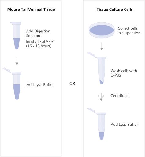 Genomic DNA Isolation Protocol: Mouse Tail/Animal Tissue or Cells ...