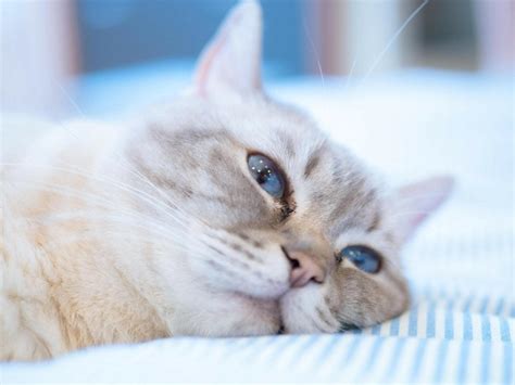 Camera Perspective 的图像结果