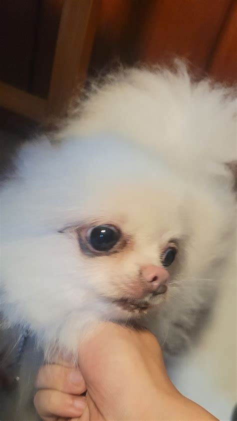 Pink Nose Snow GETTR पर: This Pomeranian is the cutest, with a pink ...