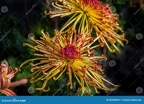 Yellow-red Spider Chrysanthemum Stock Photo - Image of autumn, blooming ...