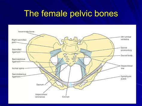 Female Pelvic Anatomy External | Label The Female External Genitalia – LLLYFS