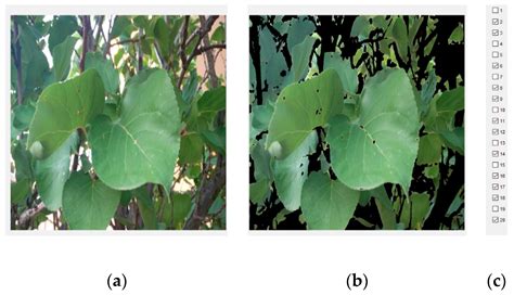 Segmentation of Multiple Tree Leaves Pictures with Natural Backgrounds ...