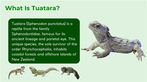 Tuatara (Sphenodon punctatus) | Unique Third Eye, Habitat and Facts