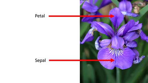 Image result for Use of Iris in Python