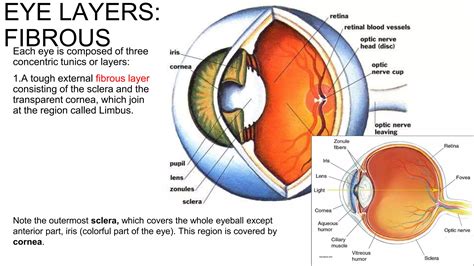 5. eye histology.pptx
