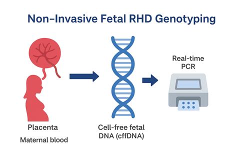 CodonDx | Non-Invasive Fetal RHD Genotyping