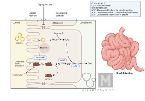 Ezetimibe Mechanism Of Action - My Endo Consult