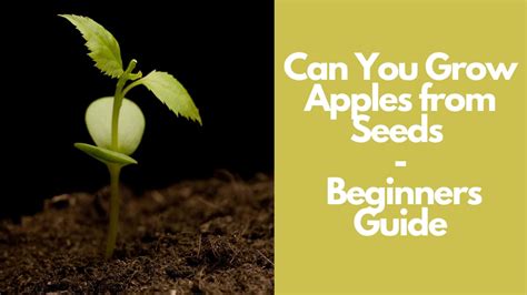 Can You Grow Apples from Seeds at Home: Stepwise Guide