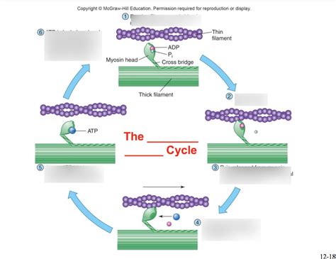 Image result for Cross Bridge Cycle Explained
