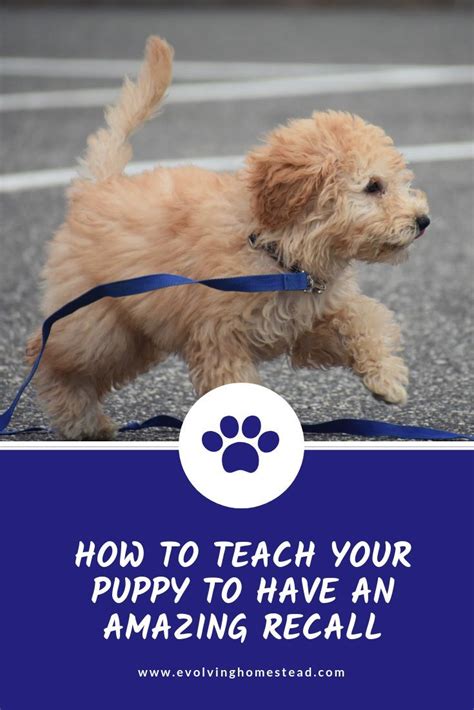 Image result for Cockapoo Training Bells