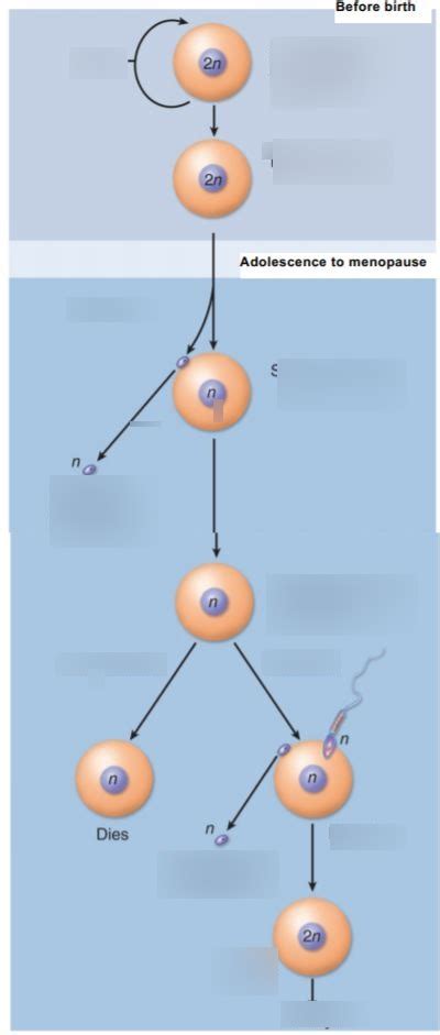 Image result for Oogenesis Animation