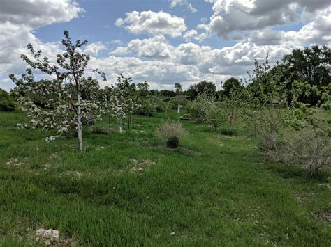 Fruit Tree Pruning Workshop, South Osborne Community Orchard, Winnipeg ...