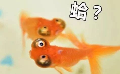 鱼的记忆真的只有七秒吗，为什么鱼的记忆只有七秒