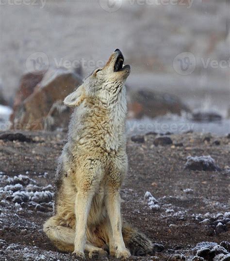 +Dogs Howling Cyotes 的图像结果