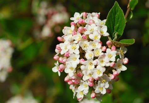 17 Flowering Evergreen Shrubs for Colorful, Long-Lasting Blooms