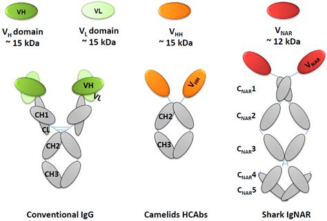 Single Domain Antibodies as New Biomarker Detectors