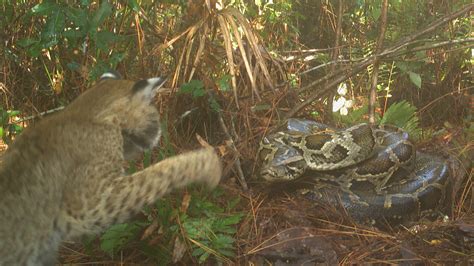 Image result for Python Swallows Bobcat