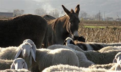 TOSAERBA OBSOLETI, ARRIVANO I BRUCAERBA   RadioVeg.it