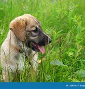 Image result for Pet Baby Dog