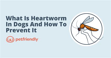 What is Heartworm in Dogs and How Do You Prevent It - PetFriendly Box