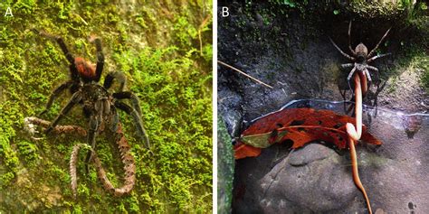 Giant Spider Eating Snake