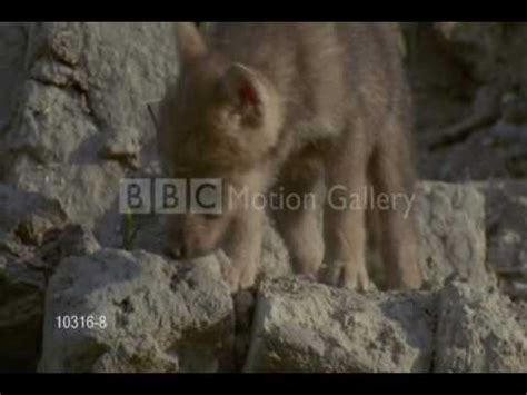 Wolves Transforms 的图像结果