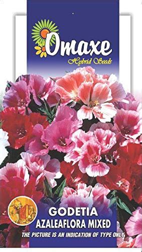Godetia Azaleaflora Mixed Flower Seeds Kitchen Garden Packet by Garden ...