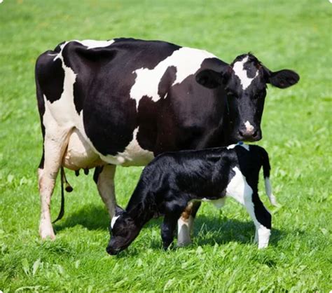 YourFarm-Better Farming For Healthy Future