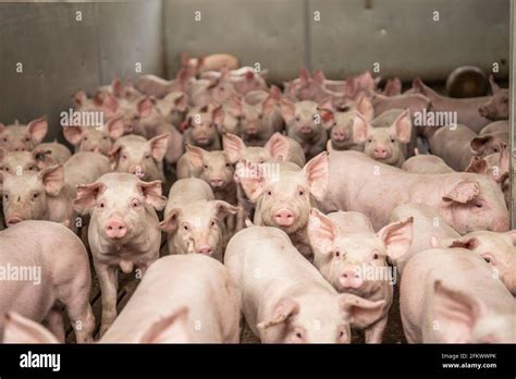 Intensive Pig Farming 的图像结果