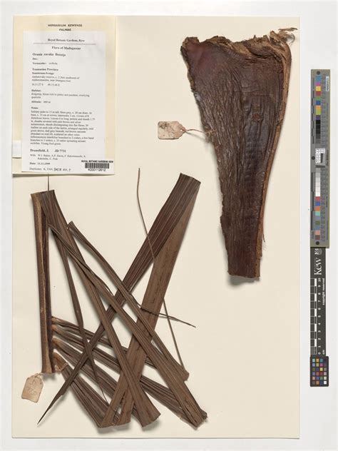 Orania ravaka Beentje | Plants of the World Online | Kew Science