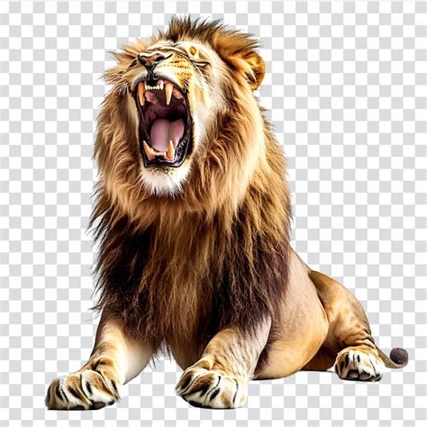 Lion roaring isolated on transparent background | Premium AI-generated PSD
