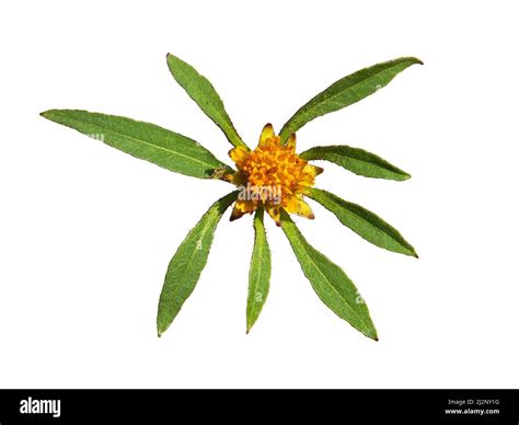 Devil's beggarticks flower isolated on white, Bidens frondosa Stock Photo - Alamy