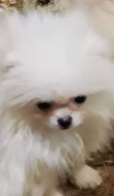 Welpe pomeran in Bobingen | Tiere | Kleinanzeigen