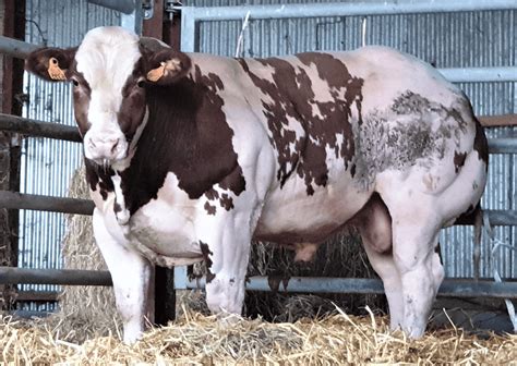 Belgian Blue Cattle ~ Everything You Need to Know
