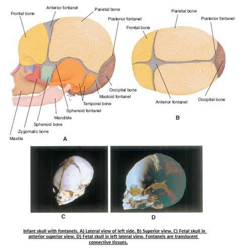 Bone Development Algorithm 的图像结果