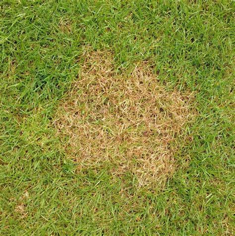 Image result for Red Thread Fungus Control