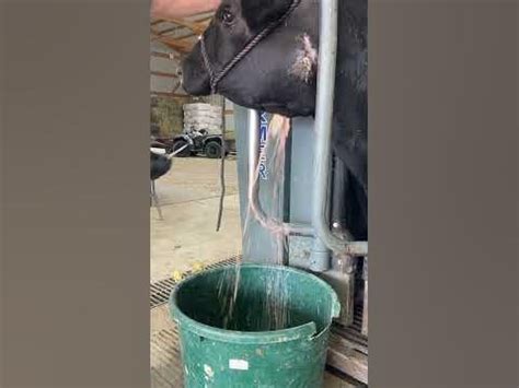 Exploding Cow Abscess 的图像结果