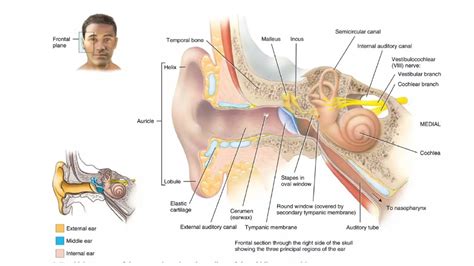 Image result for How the Ear Works
