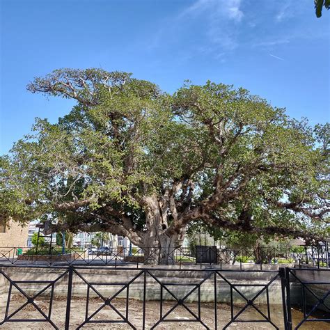 SYCAMORE TREE (2024) All You Need to Know BEFORE You Go (with Photos ...