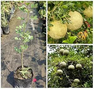 Plantopia Wood Apple Fruit Plant (Grafted) Bael Limonia acidissima ...