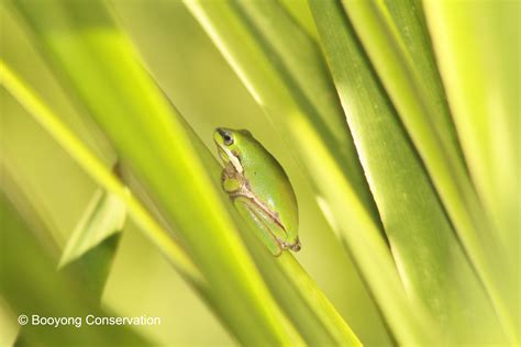 Eastern Tree Frog 的图像结果