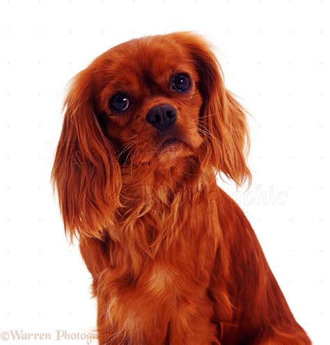Dog: Ruby Cavalier King Charles Spaniel photo - WP07238