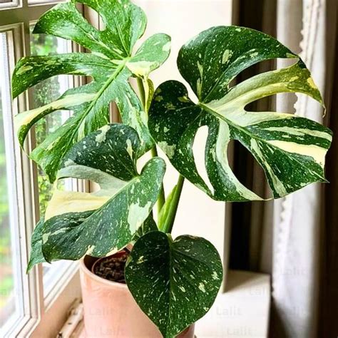 Thai Constellation Monstera Deliciousa (Variegated Monstera) - Plant ...