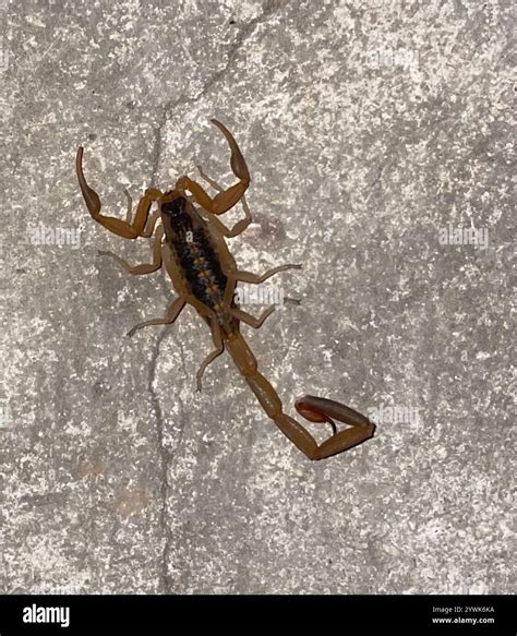 Striped Bark Scorpion (Centruroides vittatus Stock Photo - Alamy