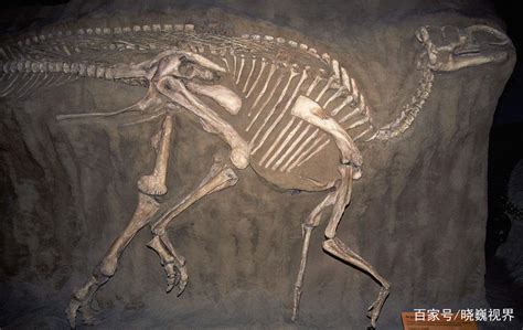 自上而下的视图:_古生物学家清理暴龙恐龙骨骼。考古学家发现了新捕食者物种的化石遗骸。考古发掘挖掘地点_3840X2160_高清视频素材下载 ...