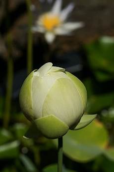 cycle of the lotus flower trivia koloa jodo cycle of the lotus flower trivia koloa jodo cycle of the lotus flower trivia koloa jodo cycle of the lotus flower trivia koloa jodo