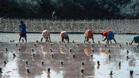 Asian Rice Market On Edge: India's Export Restrictions Propel Global Prices