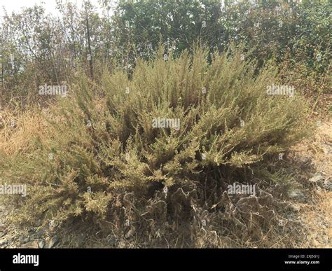 California sagebrush (Artemisia californica) Plantae Stock Photo - Alamy